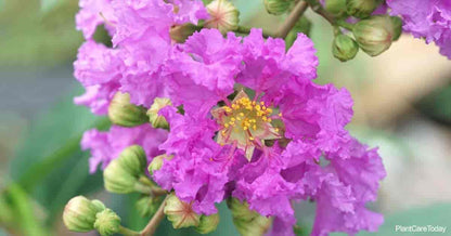 Lagerstroemia Speciosa (Pride of India) Tree Seeds – Vibrant Flowering Beauty for Landscaping SRI SAI FORESTRY