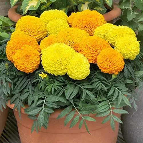 Marigold Flower Seed For Home Garden SRI SAI FORESTRY