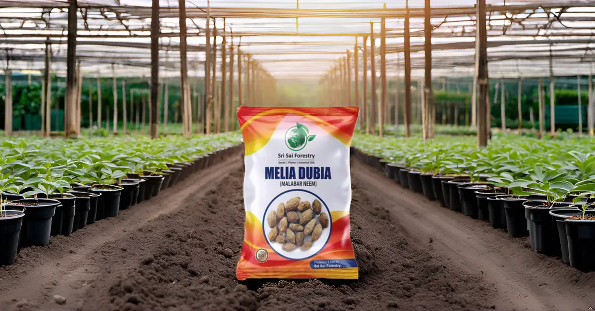 Melia Dubia Seeds ( Malabar Neem, Hebbevu) Fast Growing Plywood Timber Tree Seeds SRI SAI FORESTRY