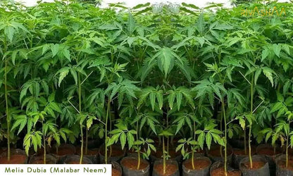 Melia Dubia Seeds ( Malabar Neem, Hebbevu) Fast Growing Plywood Timber Tree Seeds SRI SAI FORESTRY
