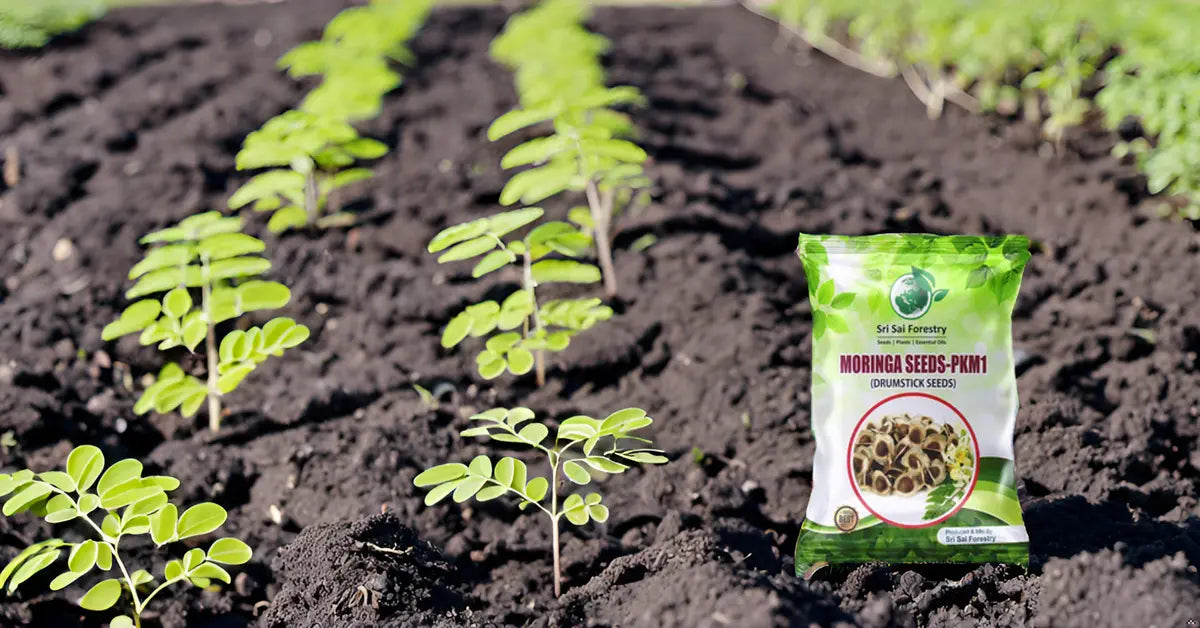 drumstick plant from seeds Moringa Plant Seeds for Planting