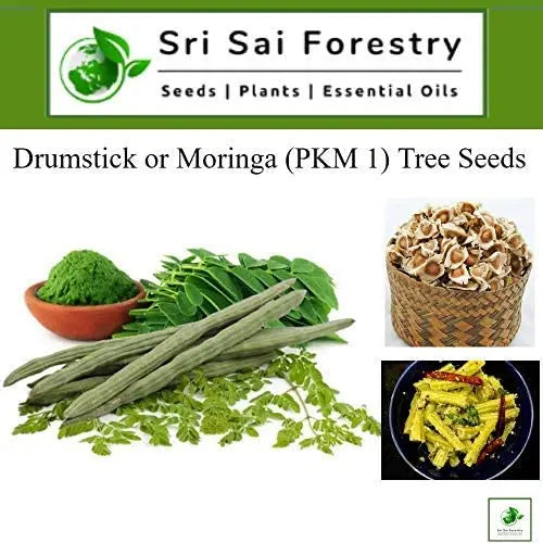 Moringa Seeds PKM for Planting SRI SAI FORESTRY