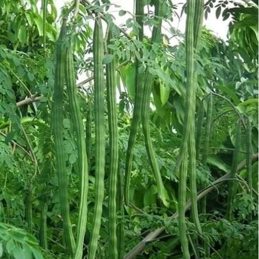 Moring Vegetable Seeds for Home Garden SRI SAI FORESTRY