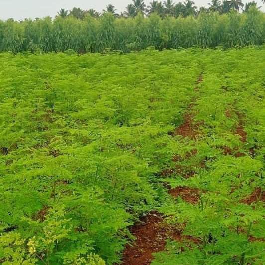 Moring Vegetable Seeds for Home Garden SRI SAI FORESTRY