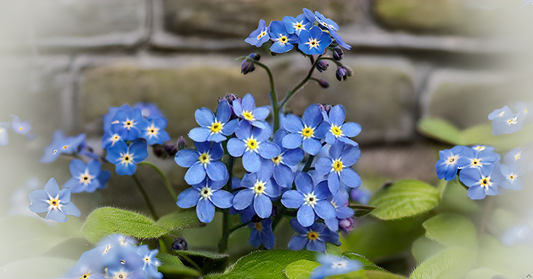 Forget-Me-Not Blue Seeds – Gorgeous Myosotis Sylvatica Flowers for Home & Garden SRI SAI FORESTRY