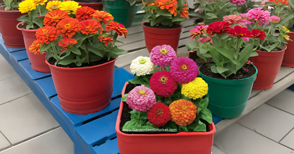 Zinnia Mixed Hybrid Seeds – Vibrant, Long-Lasting Blooms for Garden, Balcony & Containers SRI SAI FORESTRY