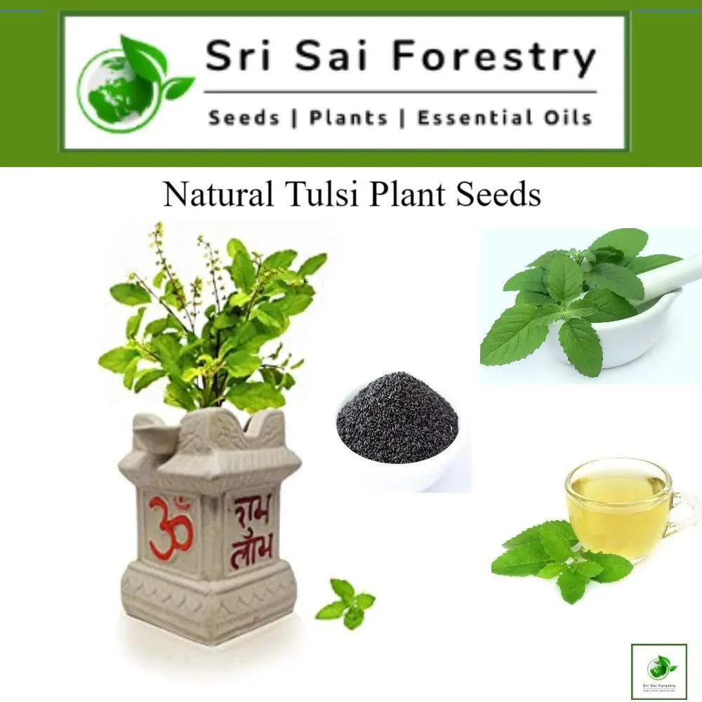 Natural  Krishna Tulsi Seeds for Planting SRI SAI FORESTRY