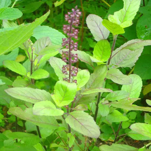 Natural  Krishna Tulsi Seeds for Planting SRI SAI FORESTRY