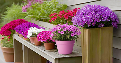 Phlox Flower Seeds (100 Seeds, Mixed Colors) – Brighten Up Your Home Garden & Balcony SRI SAI FORESTRY