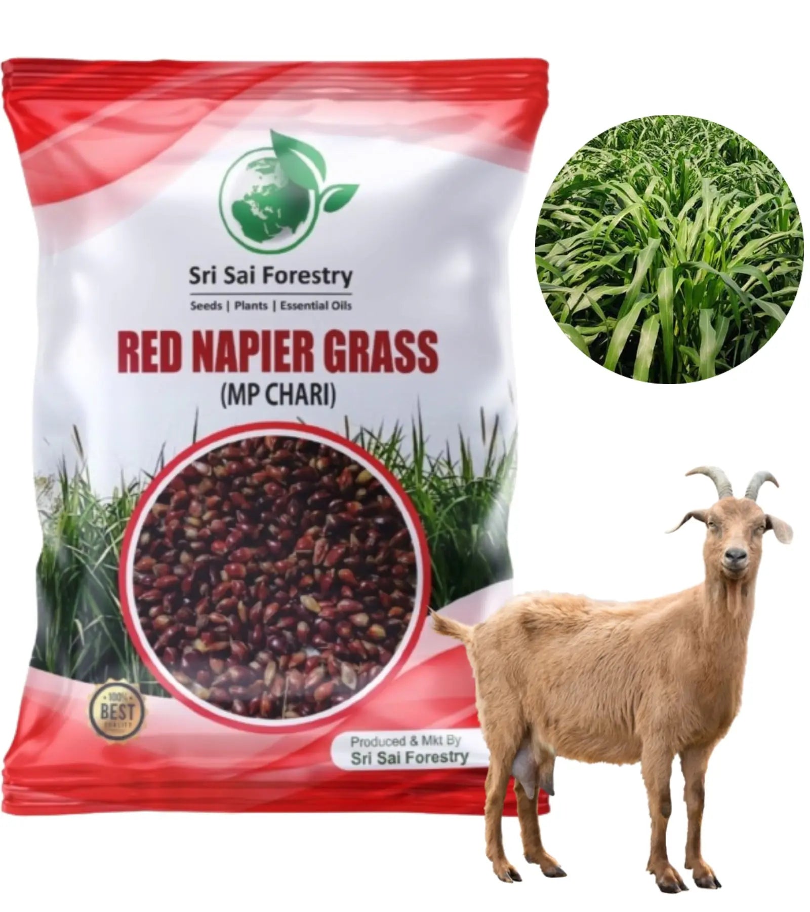 Red Napier (MP Chari) Grass Seeds for Animal Fodder SRI SAI FORESTRY