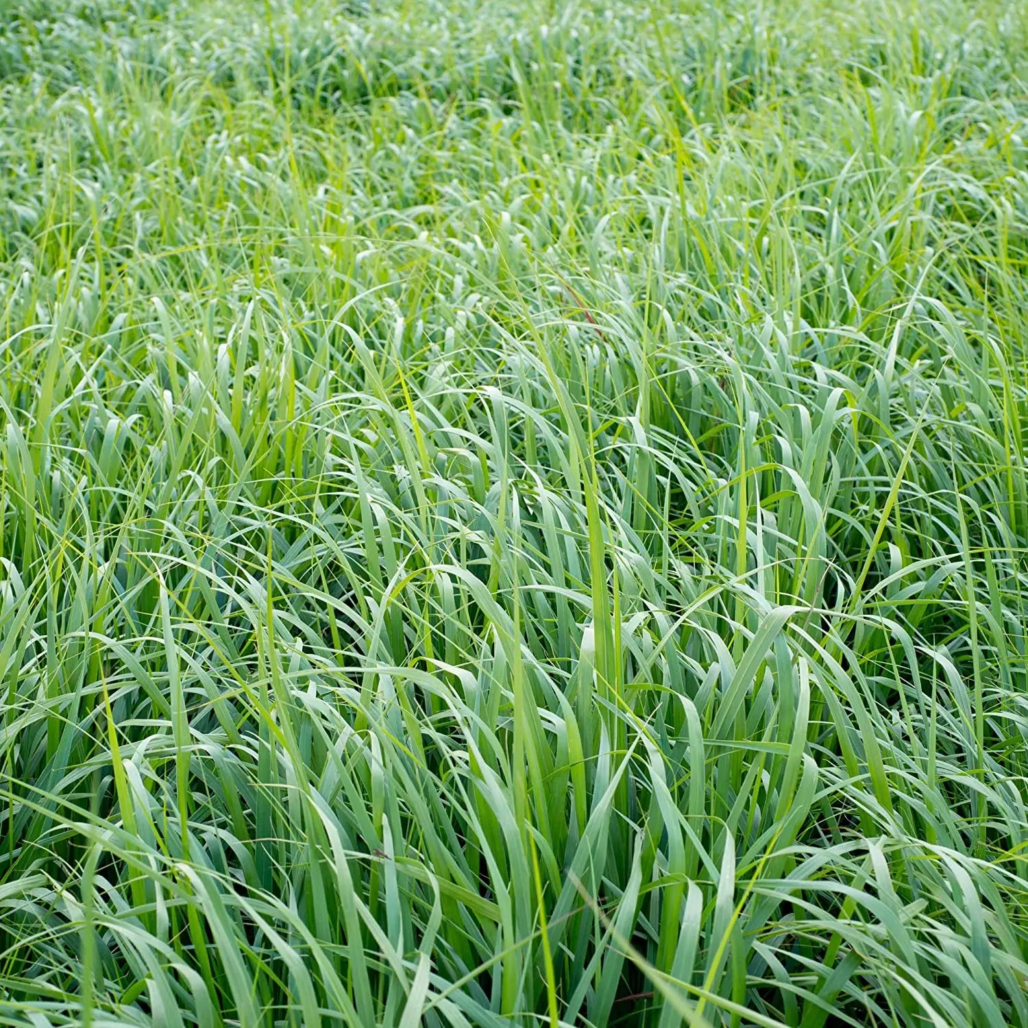 Red Napier (MP Chari) Grass Seeds for Animal Fodder SRI SAI FORESTRY