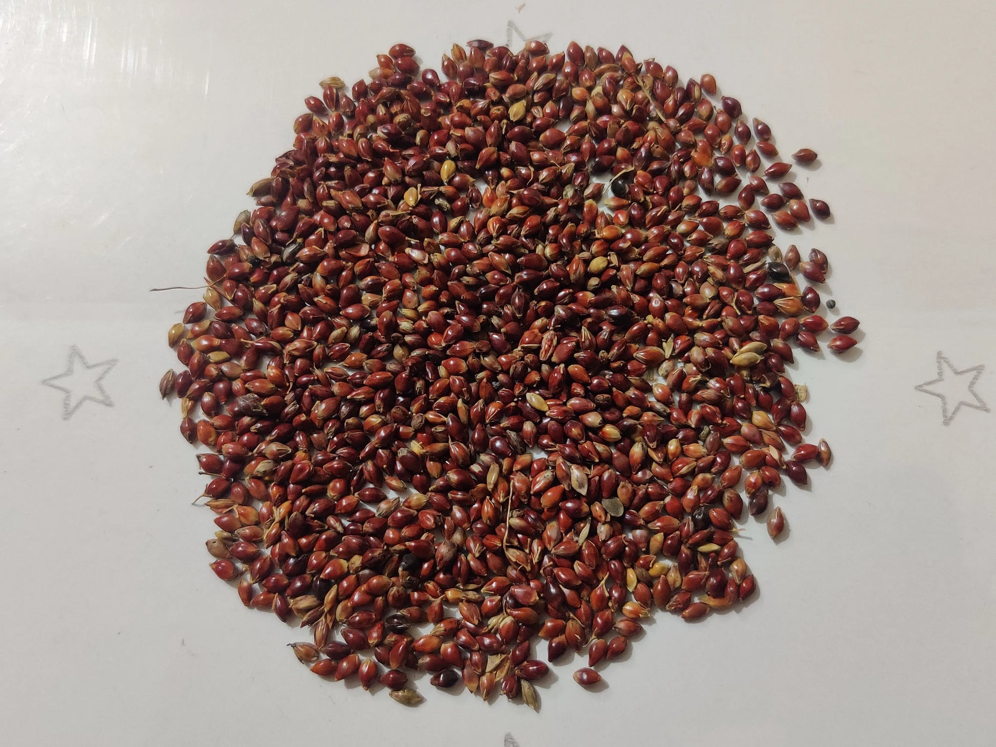 Red Napier (MP Chari) Grass Seeds for Animal Fodder SRI SAI FORESTRY