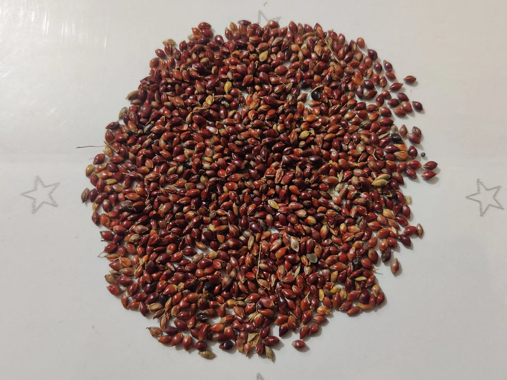 Red Napier Grass Seeds: Premium Animal Fodder - SRI SAI FORESTRY