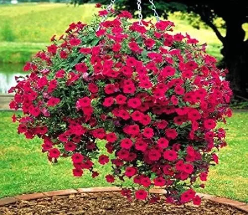 Red Petunia Flower Seeds for Home Garden SRI SAI FORESTRY