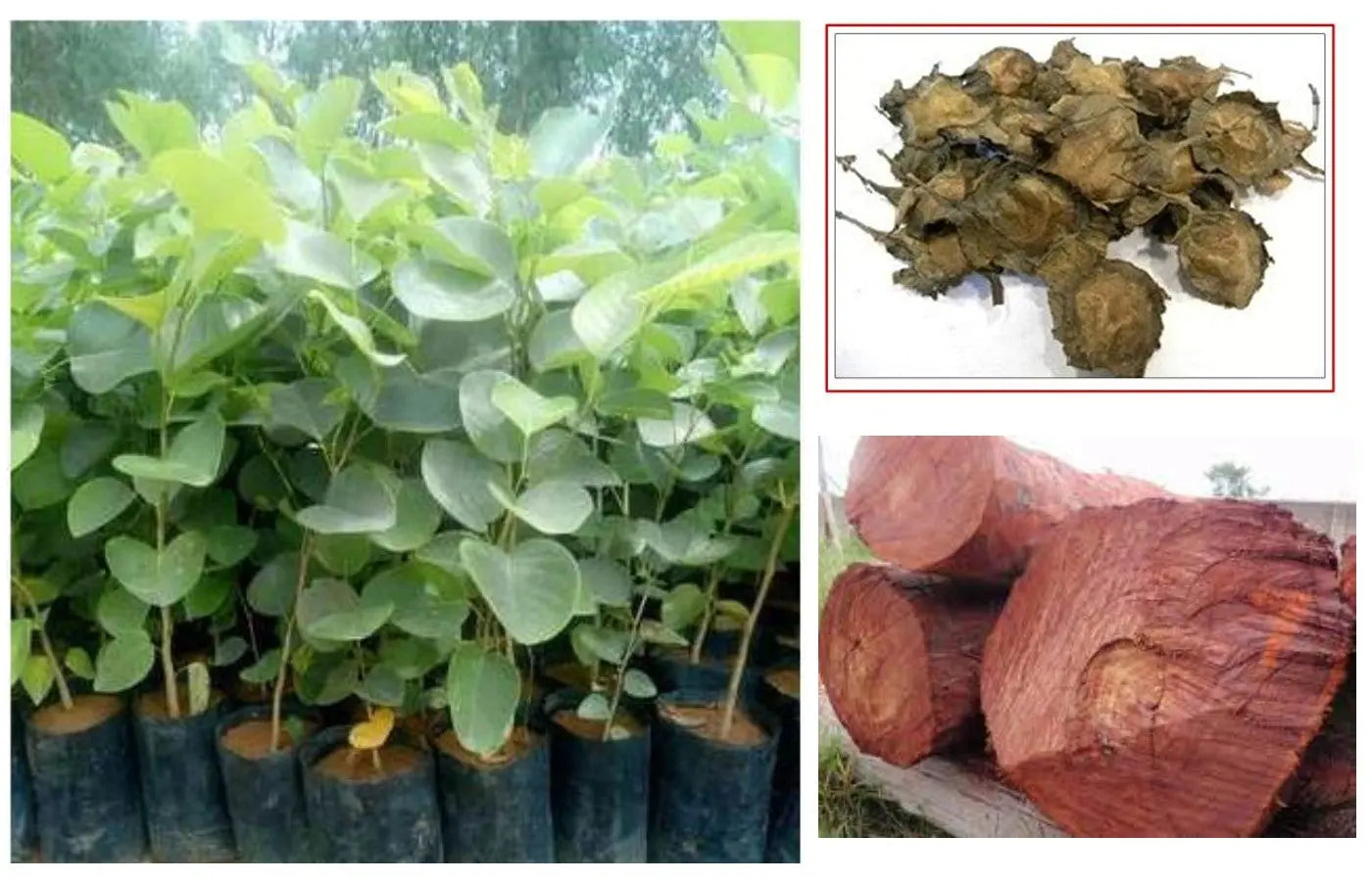 planting sandalwood seeds Red Sandalwood Tree Seeds