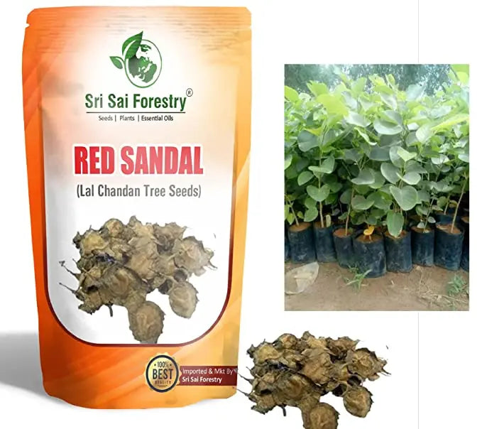 Red Sandalwood Tree Seeds for Planting | Lal Chandan | Raktha Chandan Seed SRI SAI FORESTRY