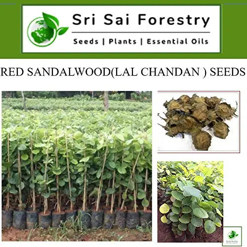 Red Sandalwood Tree Seeds for Planting | Lal Chandan | Raktha Chandan Seed SRI SAI FORESTRY