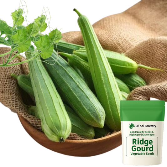 Ridge Gourd Seeds for Planting, Turai Dodka Peerkangai Beerakaya Peechinga Vegetable Seeds for Home Kitchen Terrace Balcony Garden SRI SAI FORESTRY