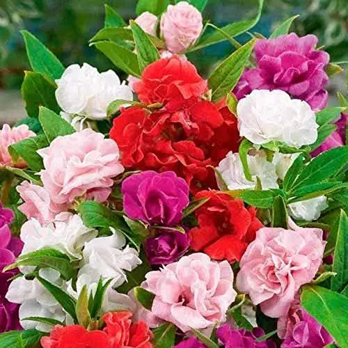 Rose Balsam Mix Color Ornamental Flower Seeds for Home Garden SRI SAI FORESTRY