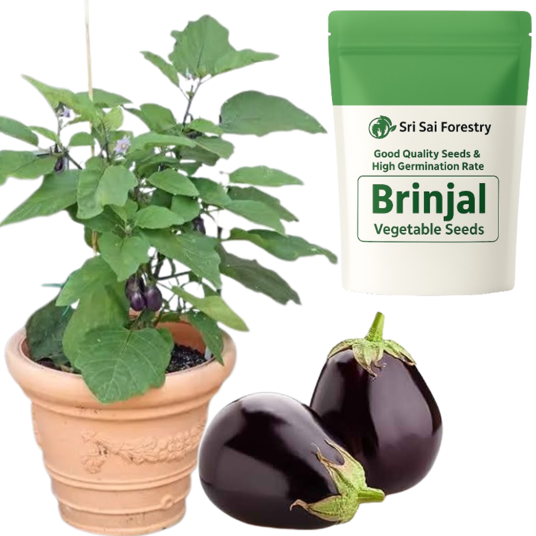Round Brinjal Seeds for Planting&nbsp; | Eggplant | Begun | Kathirikai | Vankaya | Badanekai Vegetable Seeds | Terrace Balcony Kitchen Home Garden Planting SRI SAI FORESTRY