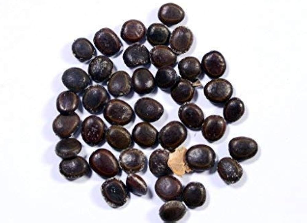 Babul (Acacia Nilotica) Tree Seeds – Fast-Growing, Multi-Purpose Tree for Firewood & Live Fencing SRI SAI FORESTRY