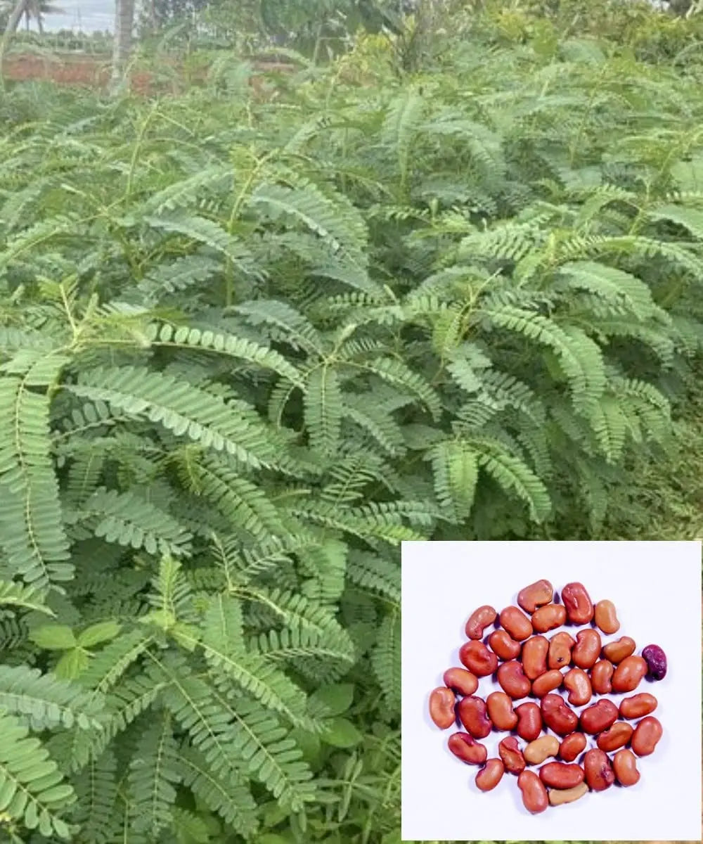 Shevari Tree Sesbania Grandiflora Seeds - HumingBird, Agati Tree Seed - SRI SAI ...
