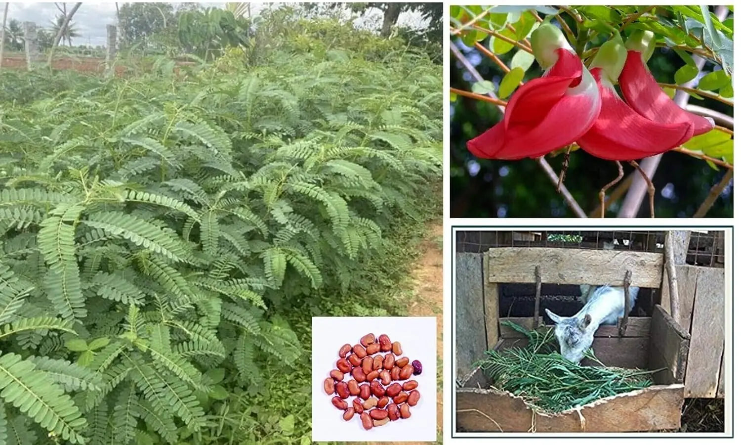 Shevari Tree Sesbania Grandiflora Seeds - HumingBird, Agati Tree Seed - SRI SAI ...