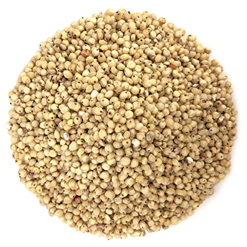 Sorgum Sudan Grass Seeds | High Yield Grass for Cattle SRI SAI FORESTRY