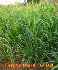 Sorgum Sudan Grass Seeds | High Yield Grass for Cattle SRI SAI FORESTRY