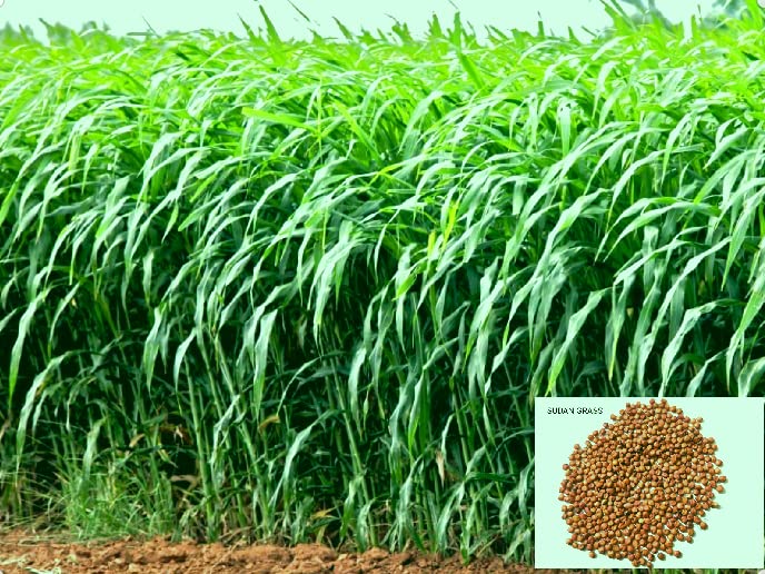 Sorgum Sudan Grass Seeds | High Yield Grass for Cattle SRI SAI FORESTRY