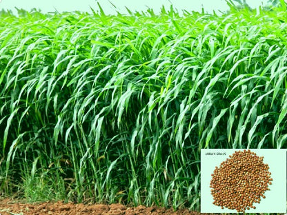 Sorgum Sudan Grass Seeds | High Yield Grass for Cattle SRI SAI FORESTRY
