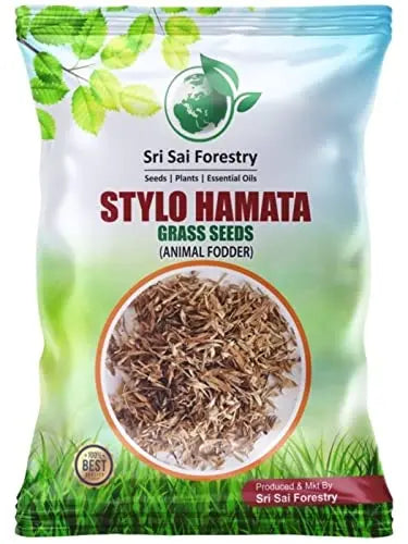 Stylo Hameta Grass Seeds for Animal Fodder | Stylo Hamata Grass SRI SAI FORESTRY