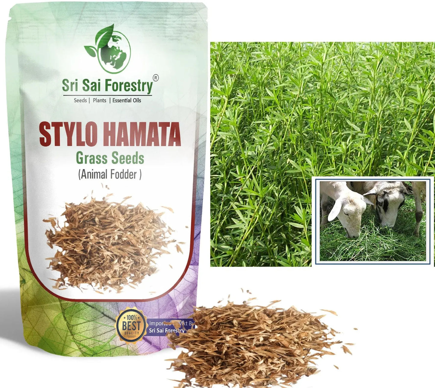 Stylo Hameta Grass Seeds for Animal Fodder | Stylo Hamata Grass SRI SAI FORESTRY