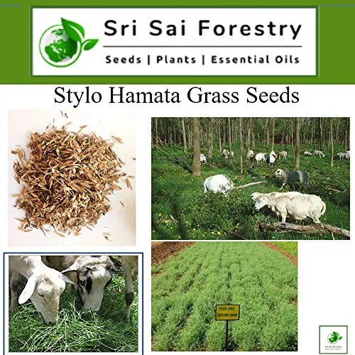 Stylo Hameta Grass Seeds for Animal Fodder | Stylo Hamata Grass SRI SAI FORESTRY