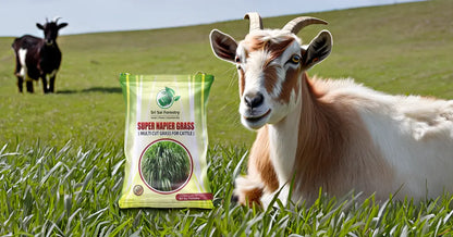 Super Napier Grass Seeds for Cattle | High Yield Hybrid Multi Cut Grass SRI SAI FORESTRY