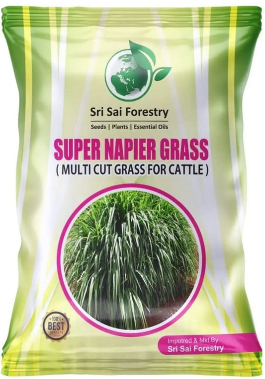 Super Napier Grass Seeds for Cattle | High Yield Hybrid Multi Cut Grass SRI SAI FORESTRY