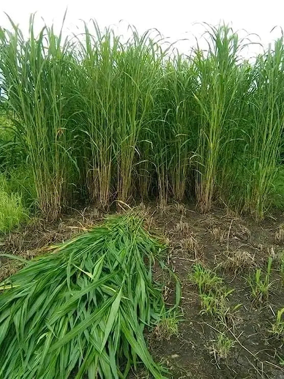 Super Napier Grass,Hybrid Grass,Australian Red Napier Grass,Elephant Grass Seeds SRI SAI FORESTRY