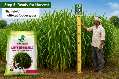 Super Napier Grass Seeds for Cattle | High Yield Hybrid Multi Cut Grass SRI SAI FORESTRY