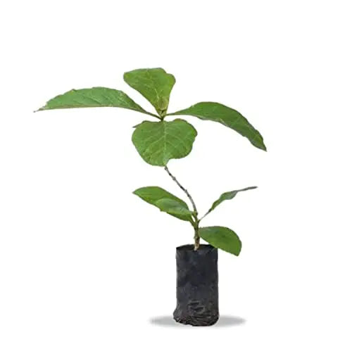 Teak Wood Live Plant ( Sagwan, Treated Teak Plant ) for Planting SRI SAI FORESTRY