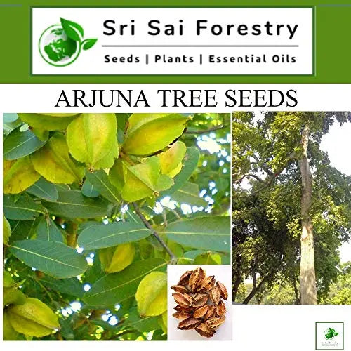 Terminalia Arjuna Seeds for Planting SRI SAI FORESTRY