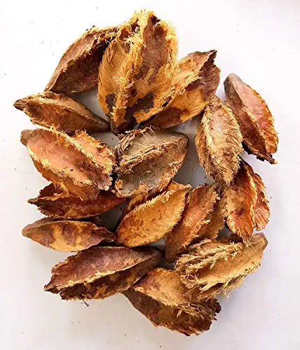Terminalia Arjuna Seeds for Planting SRI SAI FORESTRY