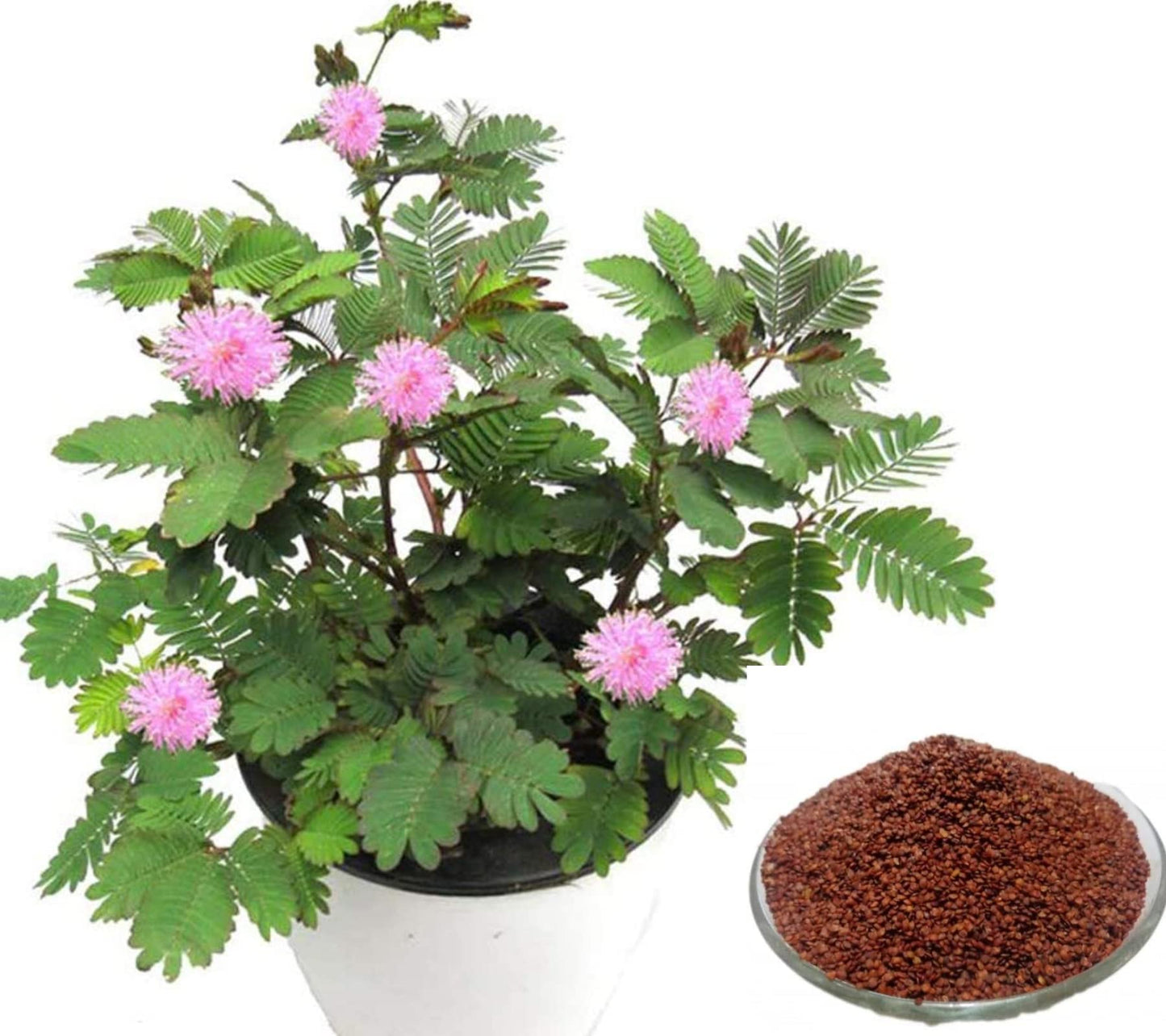 Touch Me Not Seeds for Home Garden SRI SAI FORESTRY