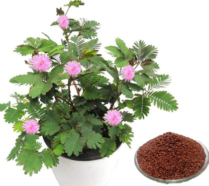 Touch Me Not Seeds for Home Garden SRI SAI FORESTRY