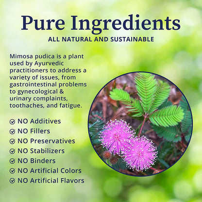 Mimosa Pudica Seeds – The Magical Touch-Me-Not Plant! SRI SAI FORESTRY