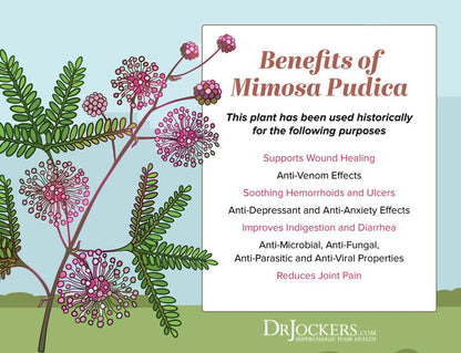 Mimosa Pudica Seeds – The Magical Touch-Me-Not Plant! SRI SAI FORESTRY
