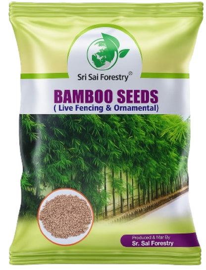 Bamboo Seeds Live Fencing for Home Garden | Ornamental  Bamboo Seeds SRI SAI FORESTRY