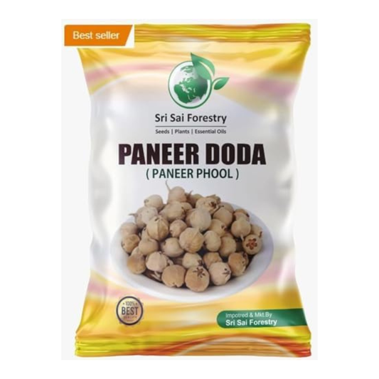 Paneer Dodi | Paneer Phool For Diabetes SRI SAI FORESTRY
