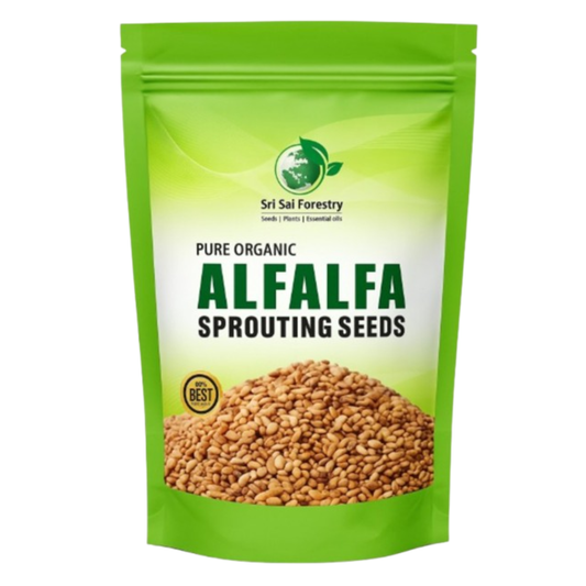 Alfalfa Sprouting Seeds | Perfect for Sprouting & Microgreens SRI SAI FORESTRY