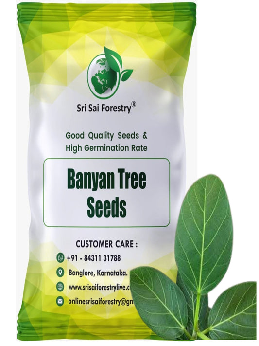 Banyan Tree Seeds (Ficus Benghalensis) –  For Avenue Planting and Shade Tree Growth SRI SAI FORESTRY