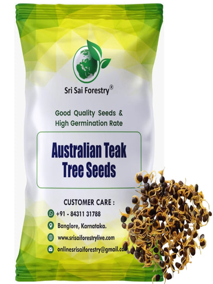 Australian Teak Tree Seeds (Acacia Mangium) – For Landscaping and Timber Growth SRI SAI FORESTRY